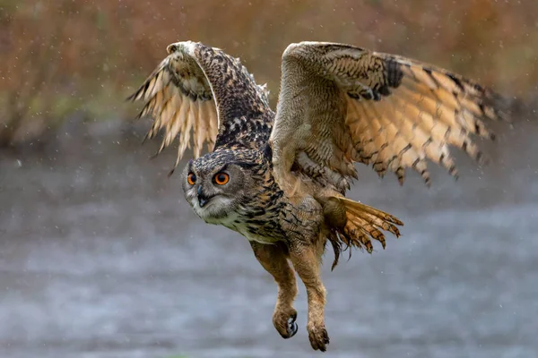 European Eagle Owl Bubo Bubo Flying Lake Rainy Day Gelderland — Stock Photo, Image