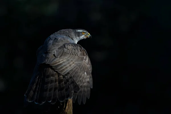 荷兰Noord Brabant森林的一根杆子上坐着一只有黑色背景的北方福鹰 — 图库照片