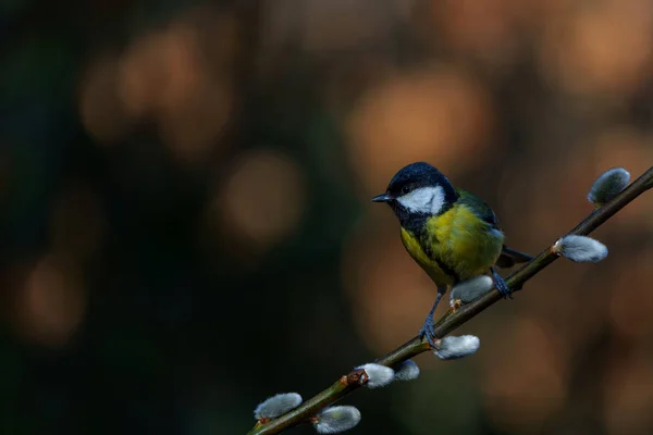 Great Tit Parus Major Branch Willow Catkins Noord Brabant Netherlands — Stock Photo, Image