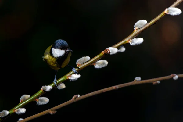 Great Tit Parus Major Branch Willow Catkins Noord Brabant Netherlands — Stock Photo, Image