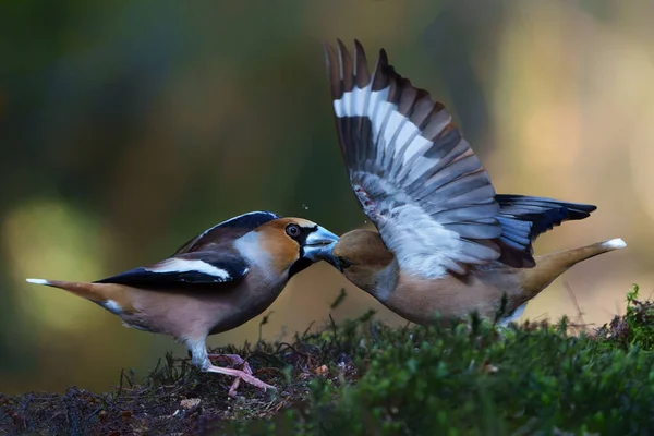 Hawfinch Coccothraustes Coccothraustes Male Fighting Forest Noord Brabant Netherlands — Stock Photo, Image