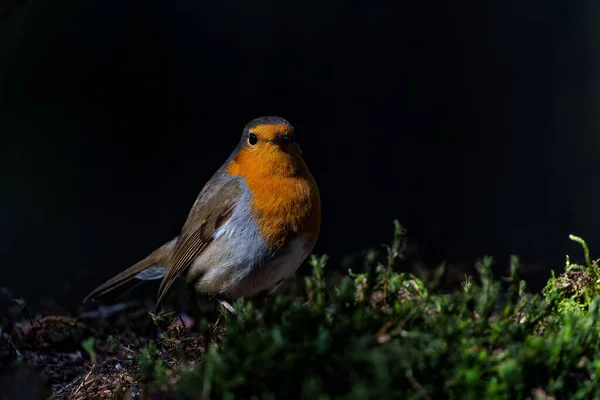 European Robin Erithacus Rubecula Searching Food Forest Netherlands Dark Background — Stock Photo, Image
