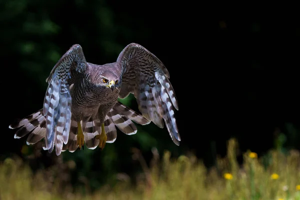 在荷兰的Noord Brabant森林中寻找食物和飞翔的北方福鹰 — 图库照片