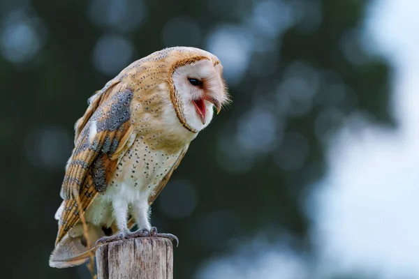 Barn Owl Tyto Alba Sedící Tyči Loukách Gelderlandu Nizozemsku — Stock fotografie