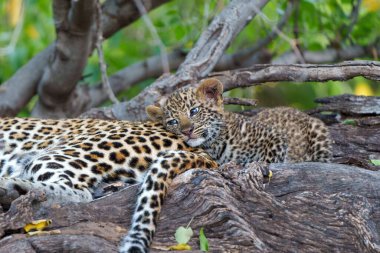 Sevimli leopar yavrusu. Annesi geldiğinde bu leopar (Panthera pardus) yavrusu Botswana 'daki Tuli Bloğunda Mashatu Oyun Rezervi' ne geliyor.