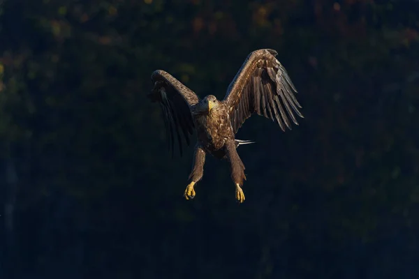 ワシが飛んでる 秋の朝 ポーランドの森の中の畑で霧の多い秋の朝に食べ物を探して飛んでいる白い尾をしたワシ Haliaeethalbiilla — ストック写真