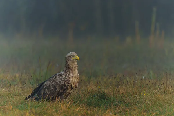 White Tailed Eagles Haliaeetus Albicilla Searching Food Early Morning Field — Stock Photo, Image