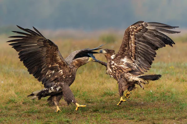 Adlerschlacht Seeadler Haliaeetus Albicilla Kämpfen Auf Einem Feld Wald Polen — Stockfoto