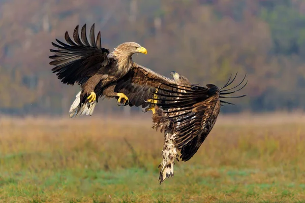 Eagle Battle White Tailed Eagles Haliaeetus Albicilla Fighting Food Field — Stock Photo, Image