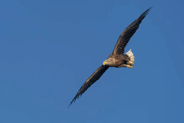 白尾鹰 Haliaeeetus Albicilla 也被称为欧亚海鹰和白尾海鹰 在欧洲波兰的奥得河三角洲 老鹰正在飞来飞去捕捉一条鱼 — 图库照片