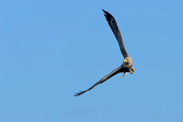 Haliaeetus Albicilla Haliaeetus Albicilla 유라시아 독수리와 독수리로 도알려져 독수리는 유럽의 — 스톡 사진