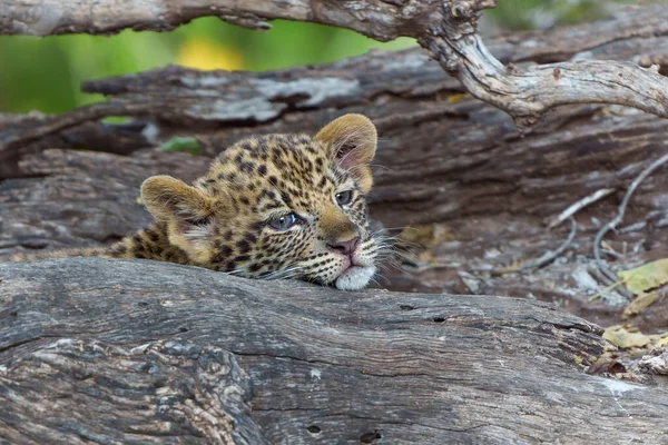 stock image Cute Leopard cub. This leopard (Panthera pardus) cub is coming out of the den when his mother arrives - Mashatu Game Reserve in the Tuli Block in Botswana