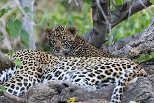 Roztomilé Leopardí Mládě Tento Leopard Panthera Pardus Mládě Vychází Doupěte — Stock fotografie