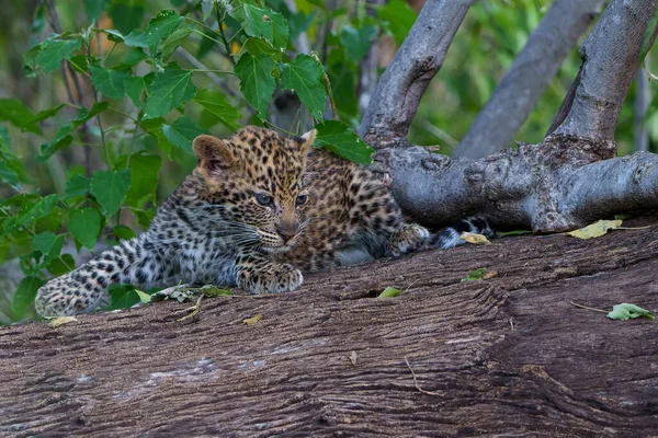 Cute Leopard Cub Leopard Panthera Pardus Cub Coming Out Den — Stock Photo, Image