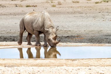 Kara gergedan Namibya 'daki Etosha Ulusal Parkı' na ilk yağan yağmurlardan sonra suyun tadını çıkarıyor.