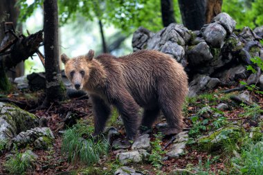 Kahverengi ayı - Slovenya 'nın Notranjska bölgesinde orman ve dağlarda yemek yiyen vahşi bir kahverengi ayıyla yakın temas