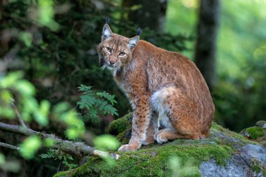 Lynx hanging around in the Bayerischer Wald National Park, Bayern, Germany clipart