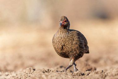 Swainson 'un Spurfowl' u (Pternistis swinsonii) Botswana 'daki Tuli Bloğundaki Mashatu Oyun Rezervinde bir su birikintisine geliyor.
