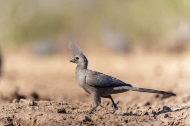  Grey Go-away-bird veya Grey Lourie (Corythaixoides concolor) Botswana 'daki The Tuli Block' ta Mashatu Game Reserve 'de bir su birikintisine geliyor.