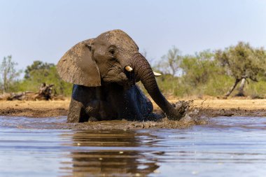 Filler Botsvana 'daki Tuli Bloğunda Mashatu' da bir su birikintisinde içiyor ve banyo yapıyorlar..