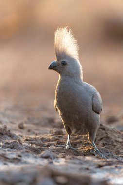  Grey Go-away-bird veya Grey Lourie (Corythaixoides concolor) Botswana 'daki The Tuli Block' ta Mashatu Game Reserve 'de bir su birikintisine geliyor.