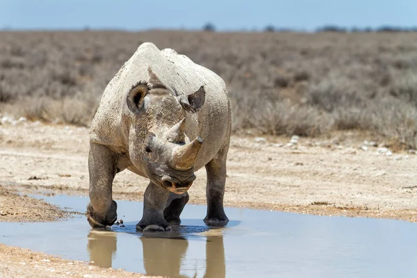 stock image Black rhino bull enjoying the water after the first rains in Etosha National Park in Namibia