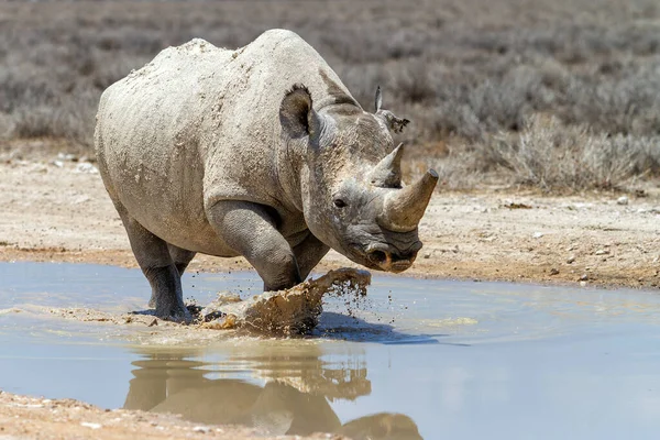 Taureau Rhinocéros Noir Profitant Eau Après Les Premières Pluies Dans — Photo