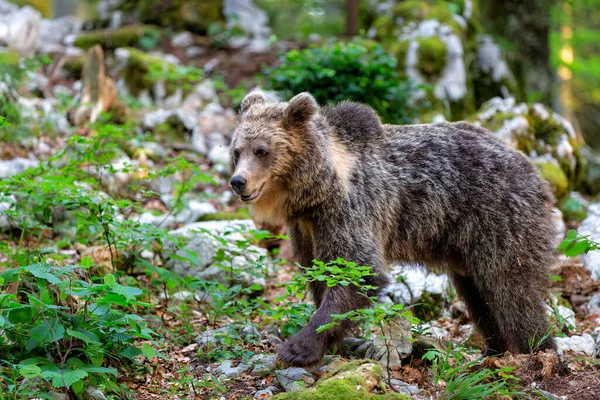 Urso Pardo Encontro Próximo Com Urso Pardo Selvagem Que Come — Fotografia de Stock