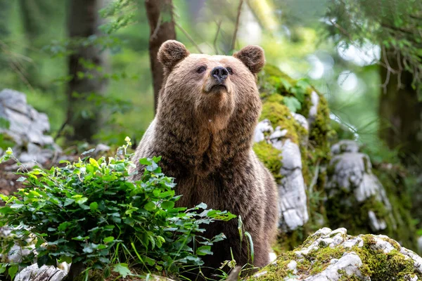 ⬇ Скачать Картинки Urso Com Fundo Florestal, Стоковые Фото Urso.