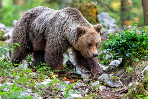 Niedźwiedź Brunatny Bliskie Spotkanie Dzikim Niedźwiedziem Brunatnym Jedzącym Lesie Górach — Zdjęcie stockowe