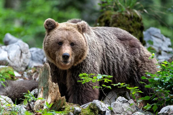 Коричневий Ведмідь Близька Зустріч Диким Бурим Ведмедем Який Живе Лісі — стокове фото