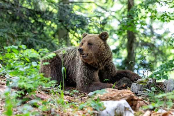 Niedźwiedź Brunatny Bliskie Spotkanie Dzikim Niedźwiedziem Brunatnym Jedzącym Lesie Górach — Zdjęcie stockowe