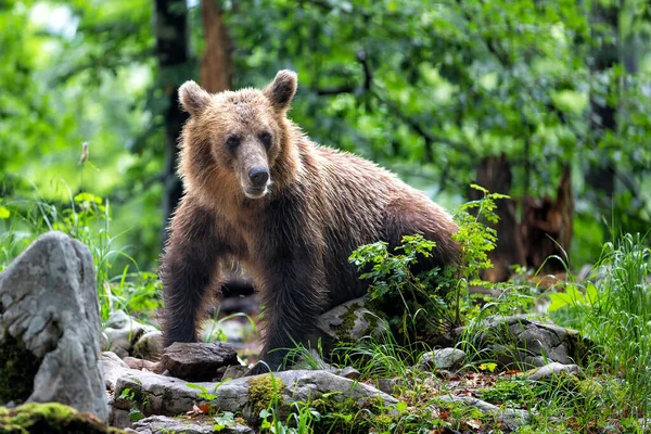 Бурый Медведь Тесная Встреча Диким Бурым Медведем Поедающим Лес Горы — стоковое фото