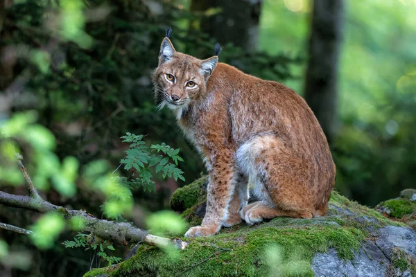 Lynx Hanging Bayerischer Wald National Park Bayern Germany — Stock Photo, Image