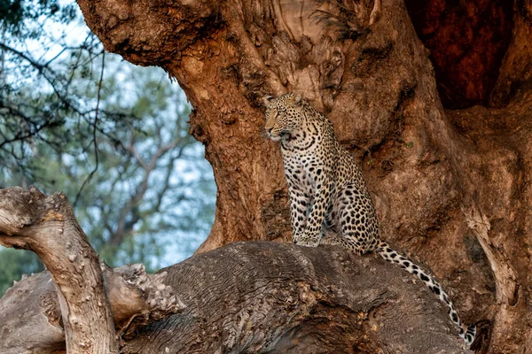 레오폴드 Panthera Pardus 보츠와 구획에 구역의 오후에 황금빛 나무에서 휴식을 — 스톡 사진