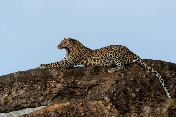 Leopard Panthera Pardus Spoczywa Drzewie Złotym Świetle Późnego Popołudnia Rezerwacie — Zdjęcie stockowe