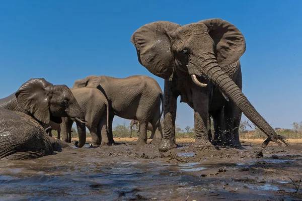 Elefantes Bebiendo Tomando Baño Pozo Agua Reserva Caza Mashatu Tuli — Foto de Stock