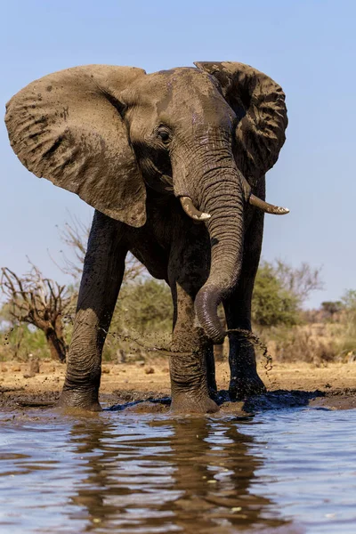 Éléphants Boire Prendre Bain Dans Trou Eau Mashatu Game Reserve — Photo