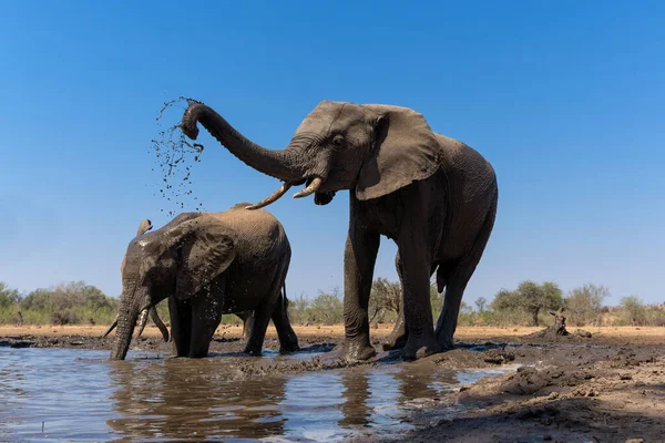 Elefantes Bebiendo Tomando Baño Pozo Agua Reserva Caza Mashatu Tuli — Foto de Stock