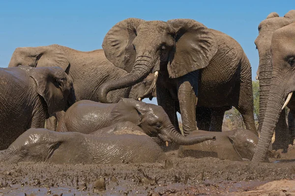 Słonie Pijące Kąpiące Się Wodopoju Rezerwacie Gier Mashatu Bloku Tuli — Zdjęcie stockowe