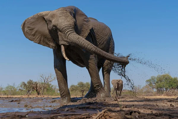 Слоны Пьют Принимают Ванну Водопое Заповеднике Машату Квартале Тули Ботсване — стоковое фото