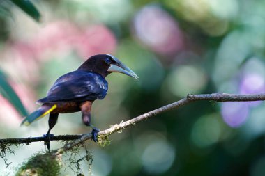 Montezuma Oropendola (Psarocolius montezuma) Kosta Rika 'nın kuzeybatısındaki yağmur ormanlarında bulunur.