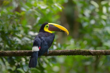 Kestane rengi çene kemikli tukan ya da Swainson tukan, Ramphastos ambiguus swinsonii. Kosta Rika 'da BocaTapada çevresindeki yağmur ormanlarında bir dalda oturan sarı boğazlı bir tukan.