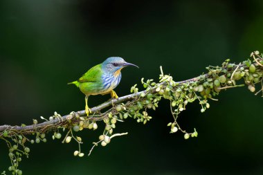 Kosta Rika 'da Boca Tapada yakınlarındaki yağmur ormanlarında bir dalda oturan parlak bal sürüngeni (Cyanerpus lucidus) dişi.