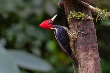 Kosta Rika ormanındaki bir ağaçta oturan soluk gagalı ağaçkakan (Campephilus guatemalensis)