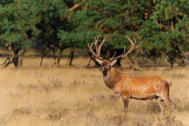  Kızıl Geyik Geyiği, Ulusal Park Hoge Veluwe Hollanda 'da çiftleşme mevsiminde baskın davranışlar sergiliyor.                              