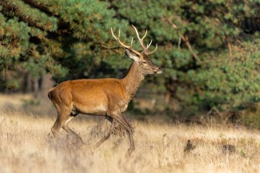 Ulusal Park Hoge Veluwe Hollanda 'da çiftleşme mevsiminde genç bir kızıl geyik.