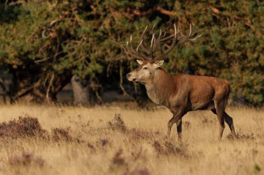  Kızıl Geyik Geyiği, Ulusal Park Hoge Veluwe Hollanda 'da çiftleşme mevsiminde baskın davranışlar sergiliyor.                              