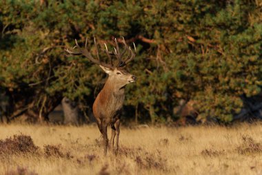  Kızıl Geyik Geyiği, Ulusal Park Hoge Veluwe Hollanda 'da çiftleşme mevsiminde baskın davranışlar sergiliyor.                              