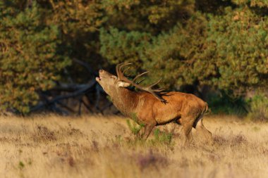  Kızıl Geyik Geyiği, Ulusal Park Hoge Veluwe Hollanda 'da çiftleşme mevsiminde baskın davranışlar sergiliyor.                              